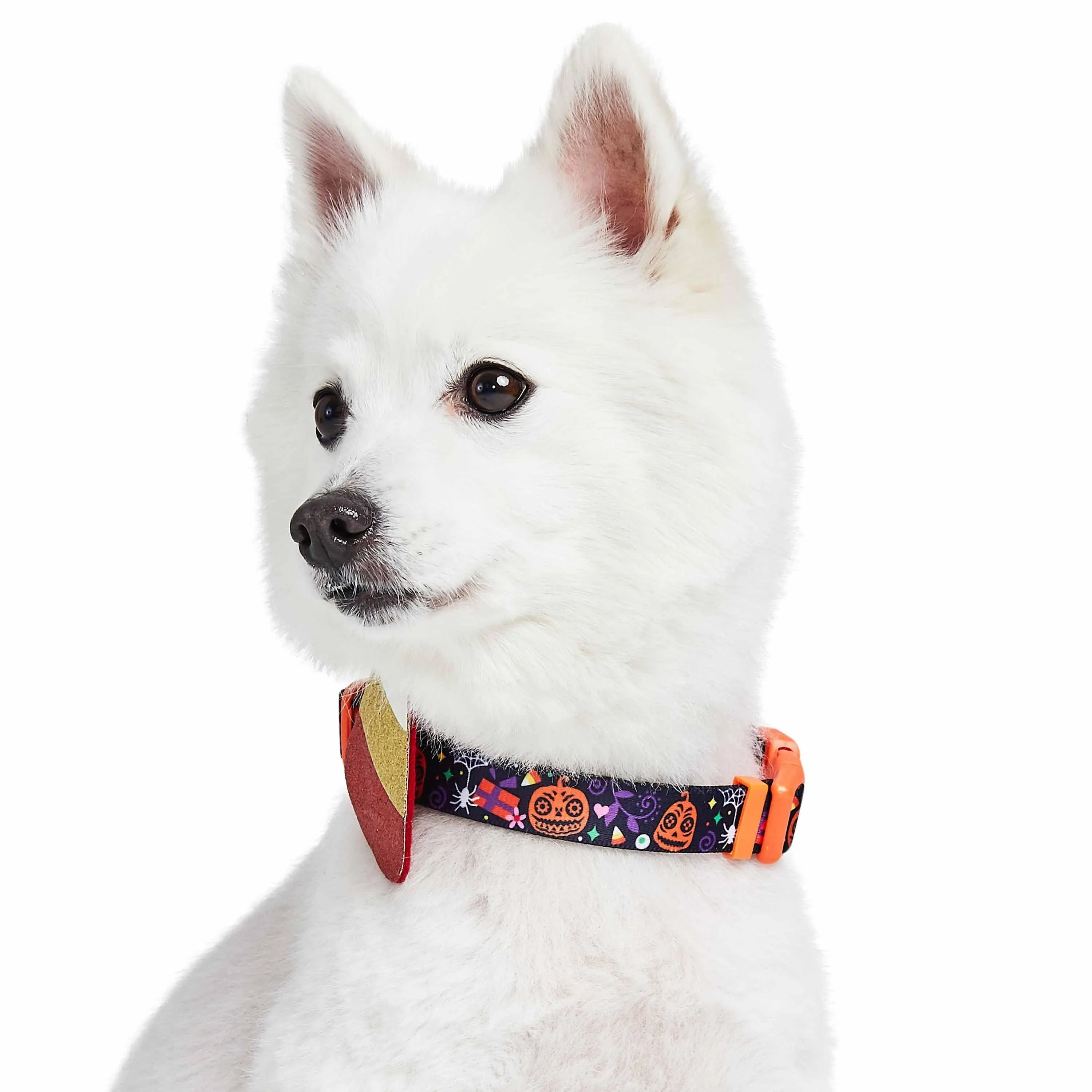 Halloween Candy Corn Dog Collar