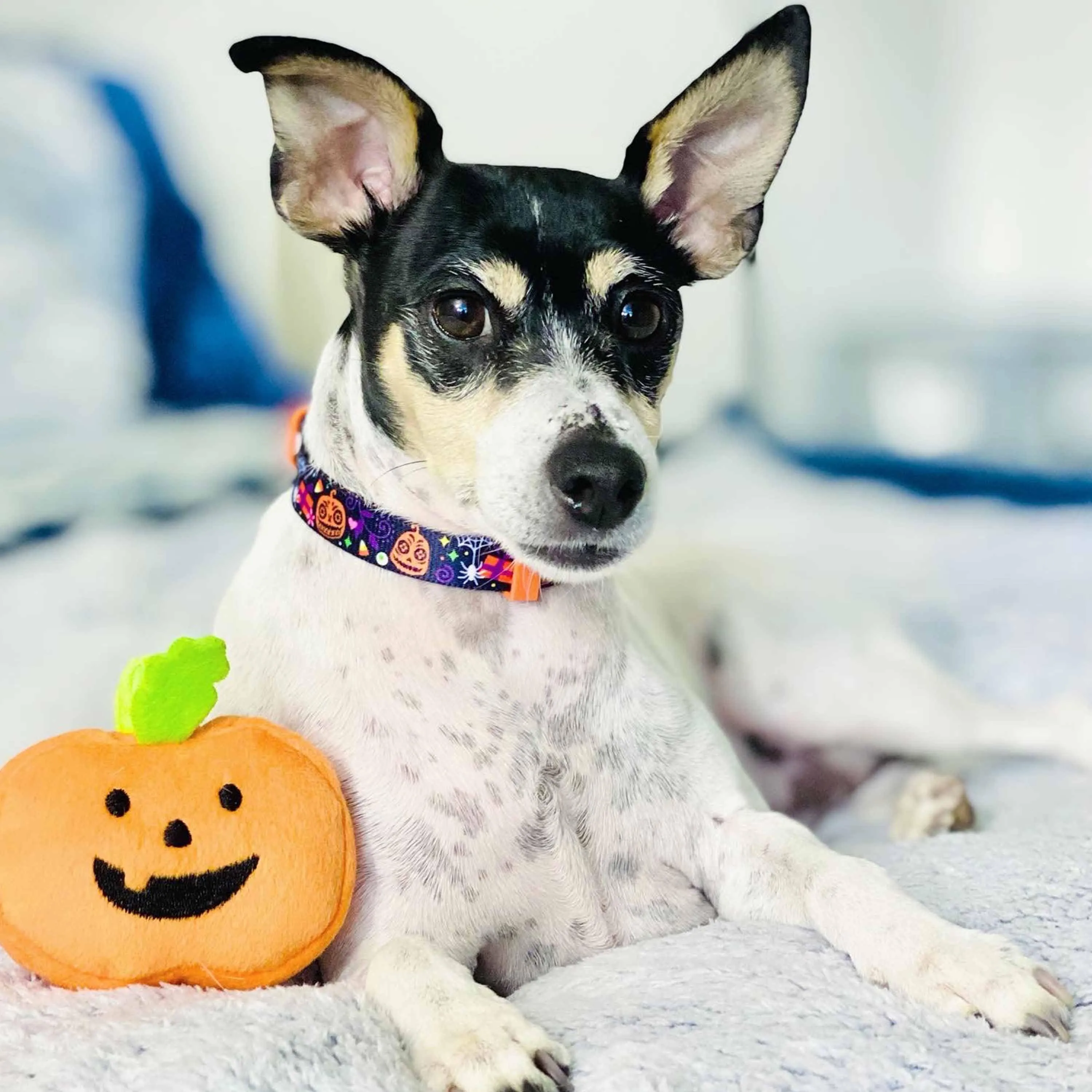 Halloween Candy Corn Dog Collar